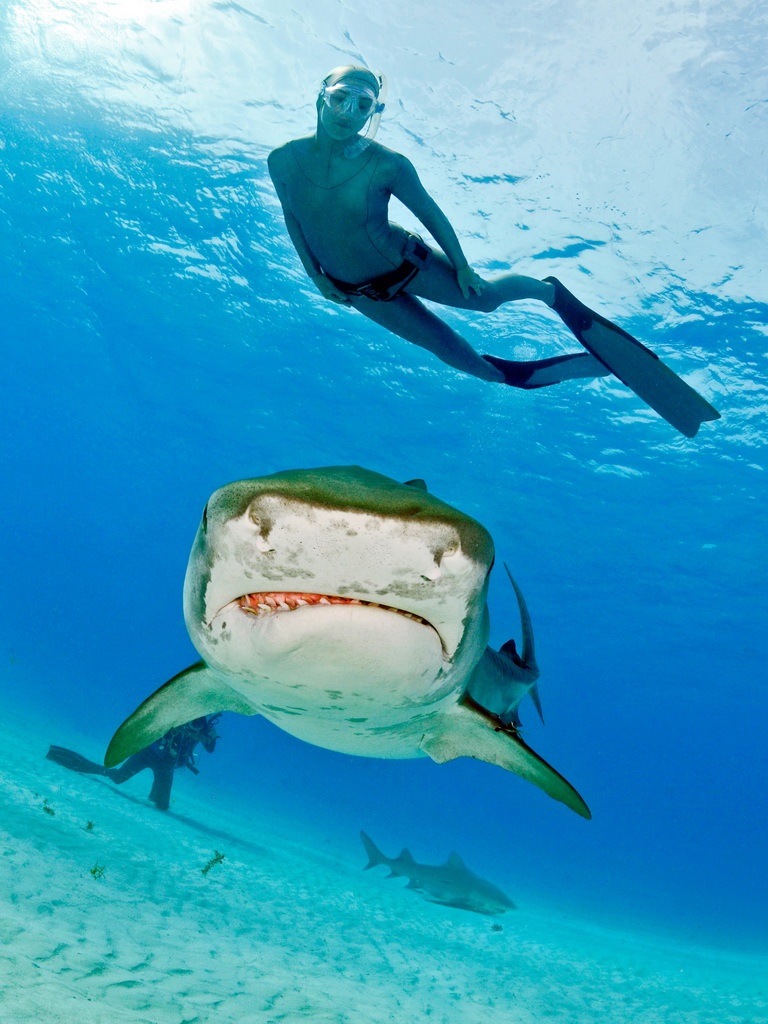 Tiger shark