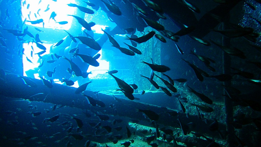 Северное сафари, март 2013