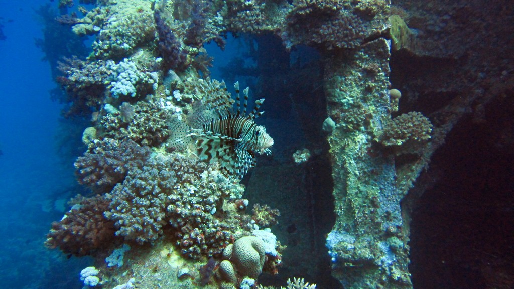 Северное сафари, март 2013