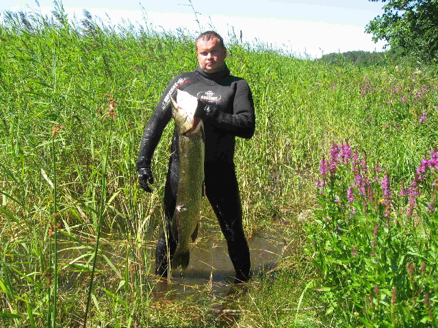 aksenov