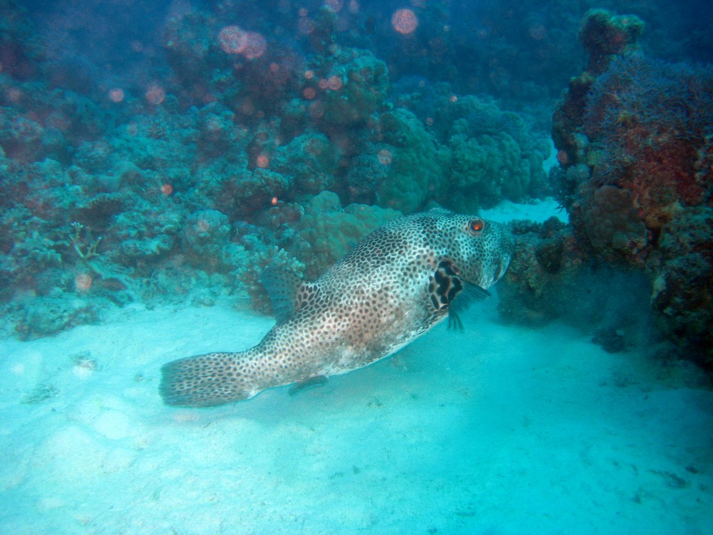 Северное сафари, март 2013 Северное сафари, март 2013
