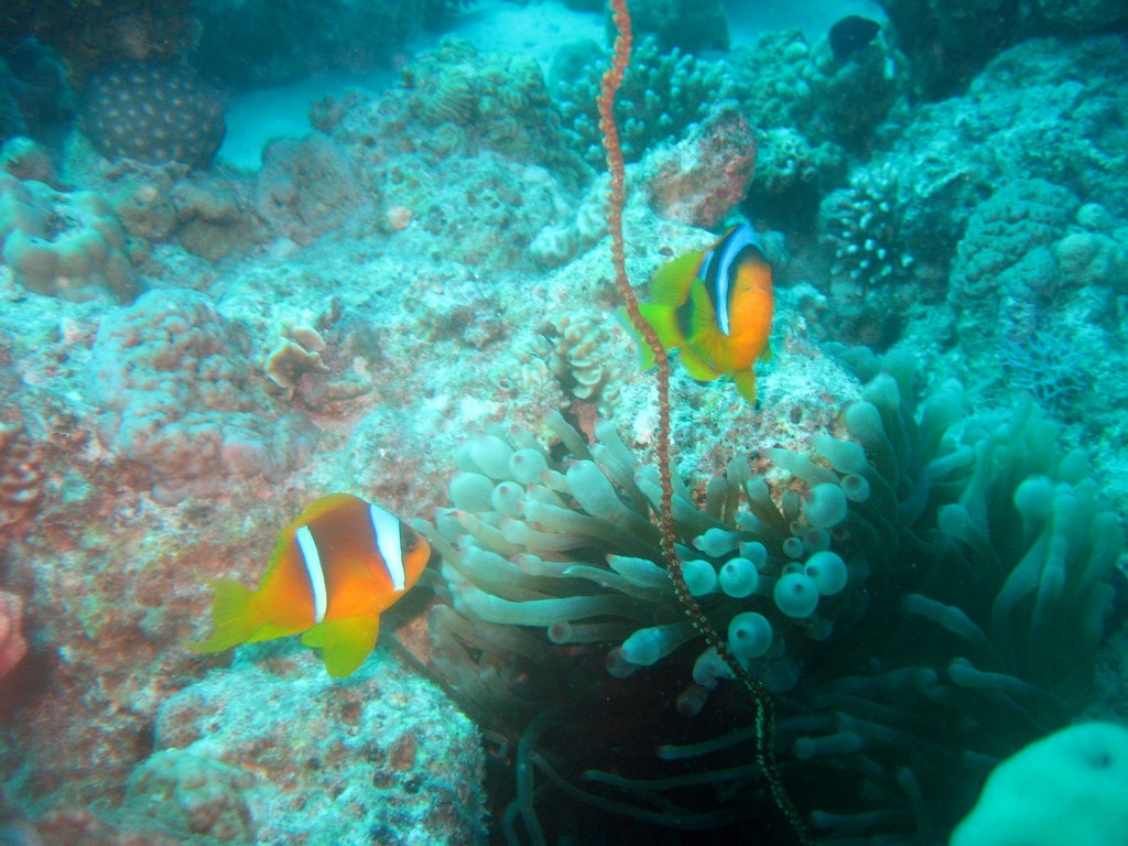 Северное сафари, март 2013 Северное сафари, март 2013