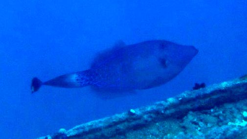 странный рыб странный рыб