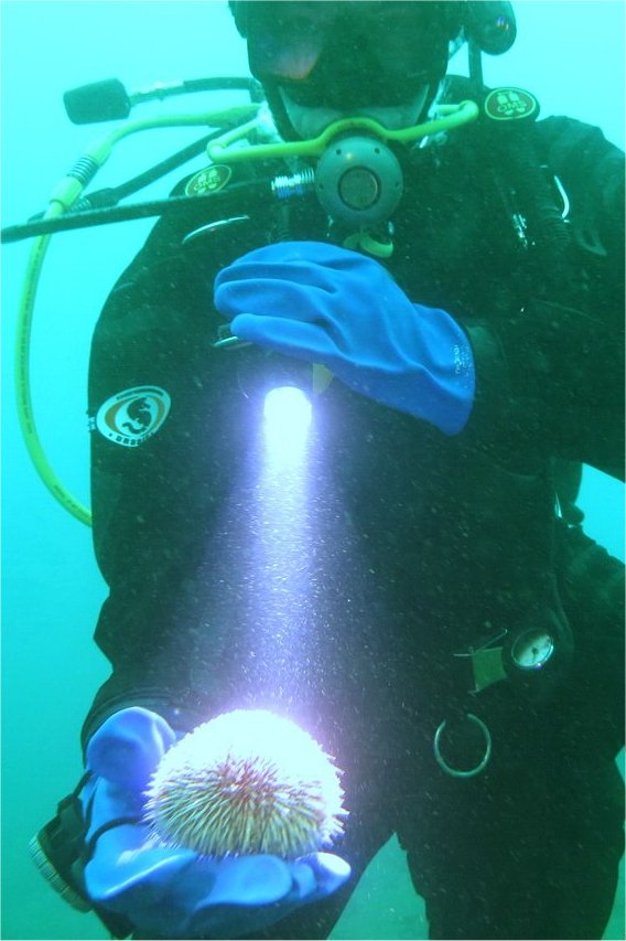 "узкий" на БрМ