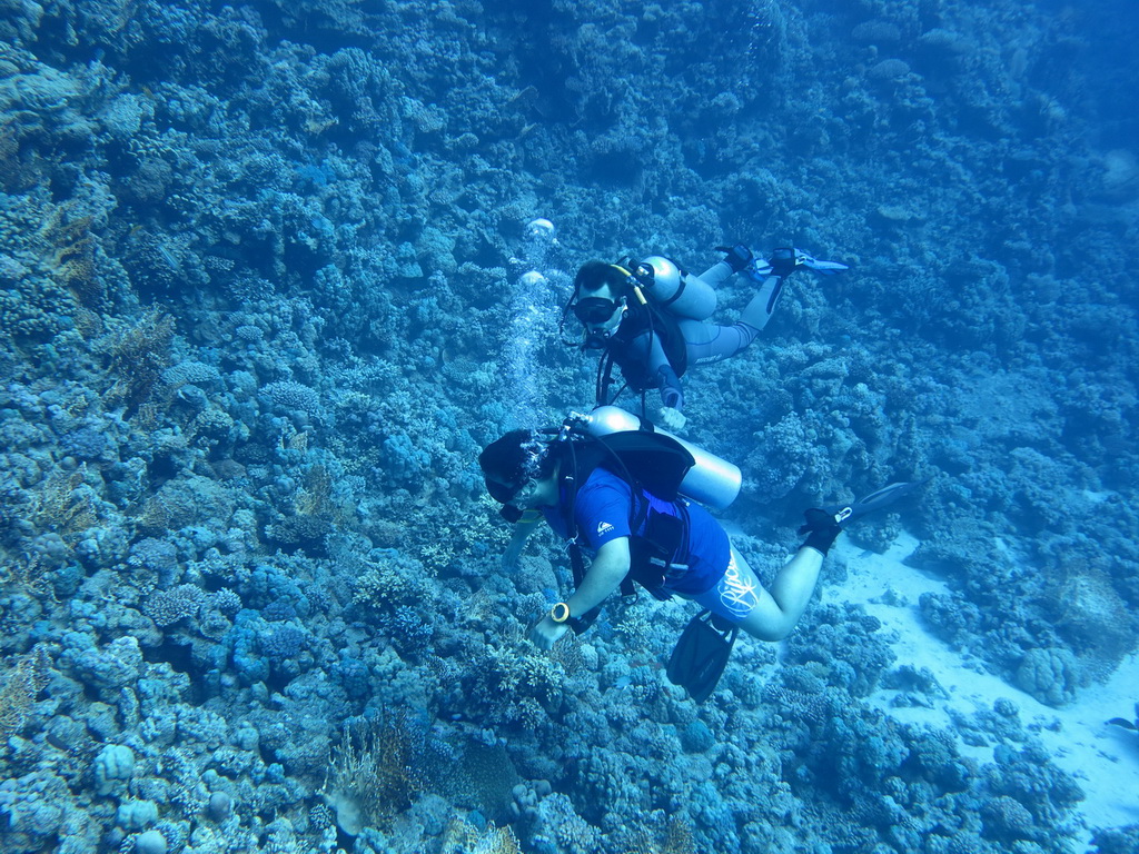 Сафари на Sea Serpent в июле 2013. Бразерсы, Дедалус, Эльфинстоун