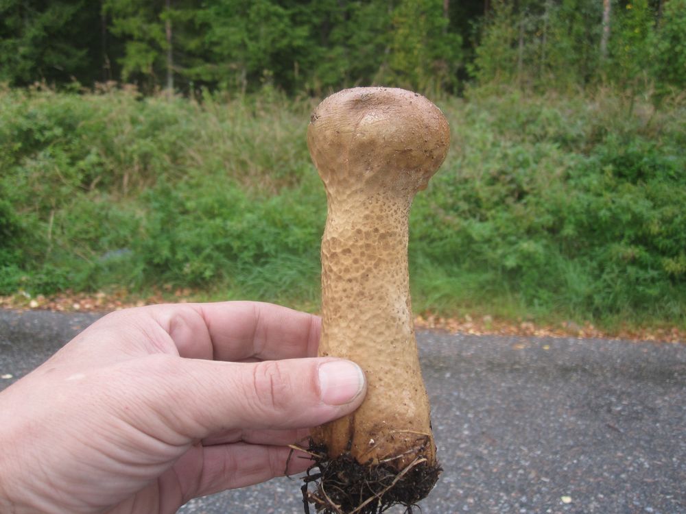 Kaatiala