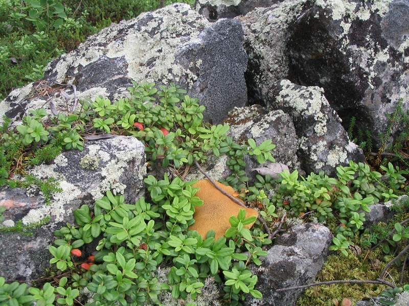 Белое море-2007