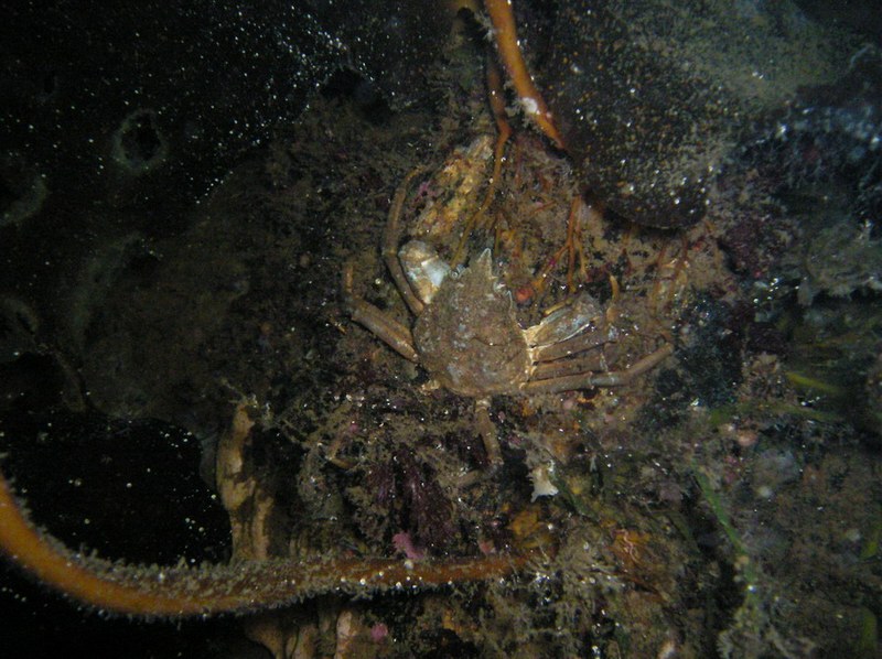Белое море-2007