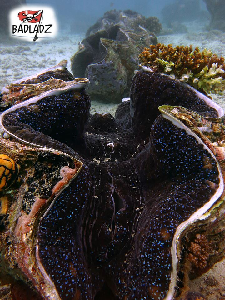 Филиппины с 01 феврвля. Филиппины с 01 феврвля.