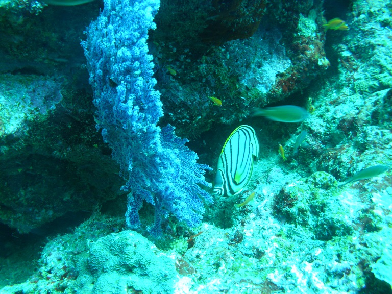 Голубой светящийся коралл Голубой светящийся коралл