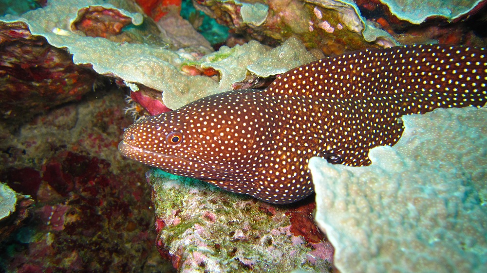 Мурена 1 Мурена 1