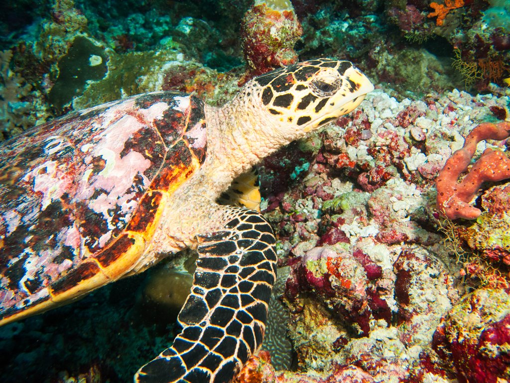 мальдивы 2015 мальдивы 2015