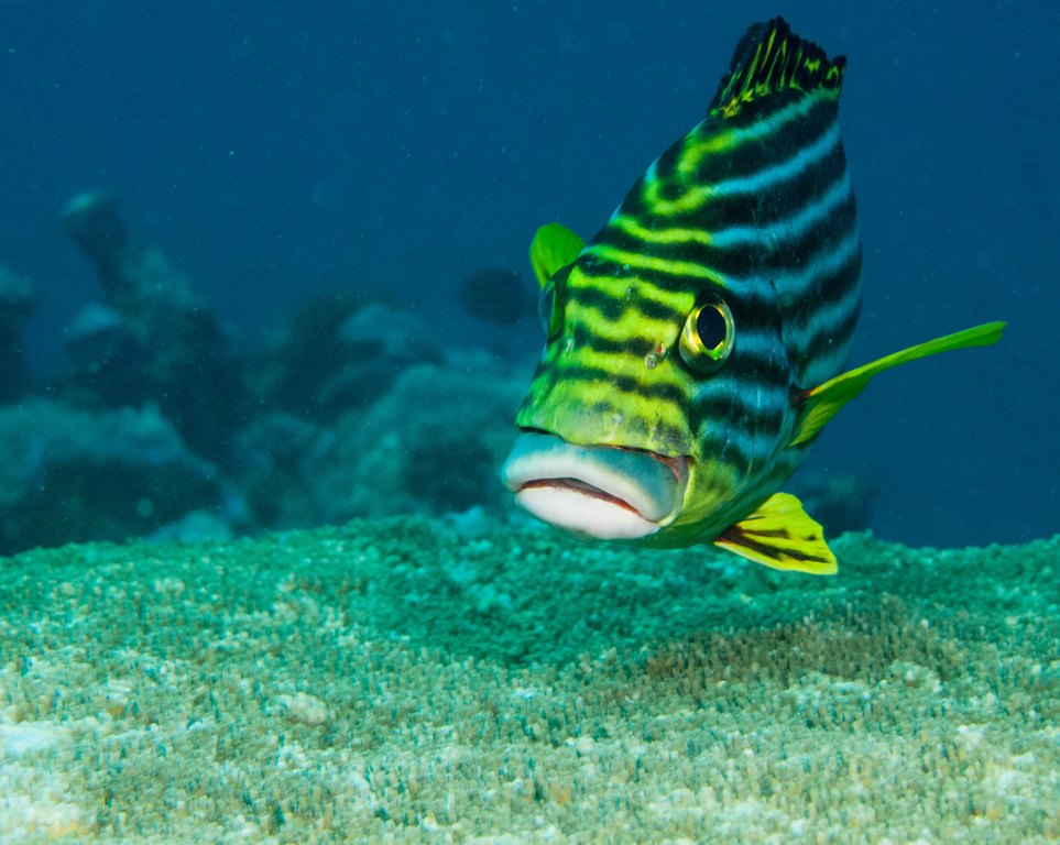 мальдивы 2015 мальдивы 2015