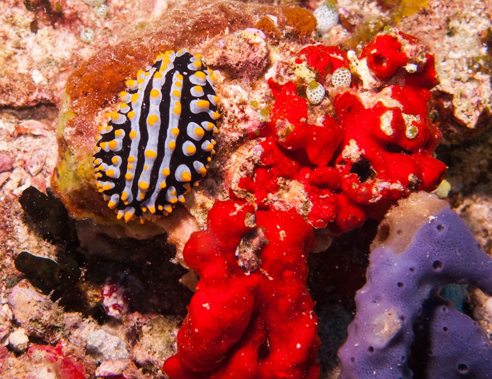 мальдивы 2015 мальдивы 2015