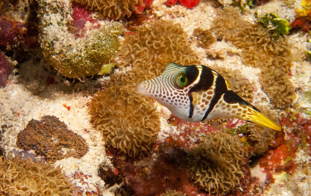 мальдивы 2015 мальдивы 2015