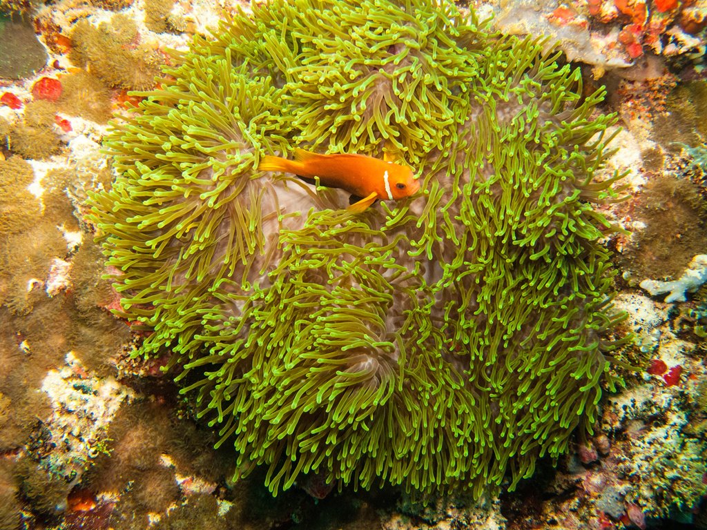 мальдивы 2015 мальдивы 2015