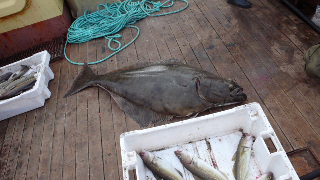 рыбалка на Баренцевом в начале сентября 2015 рыбалка на Баренцевом в начале сентября 2015