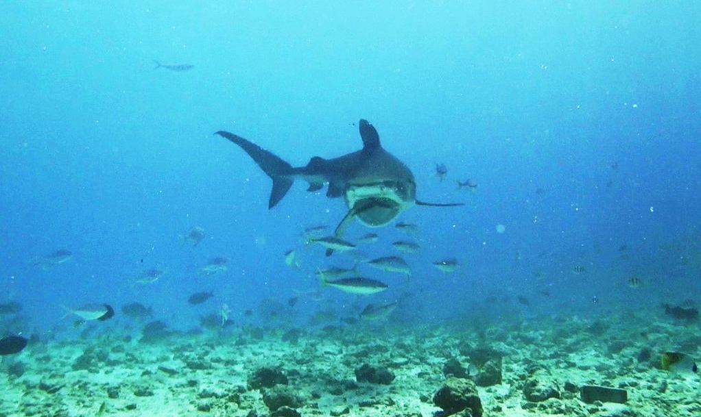 Тигровая акула Тигровая акула