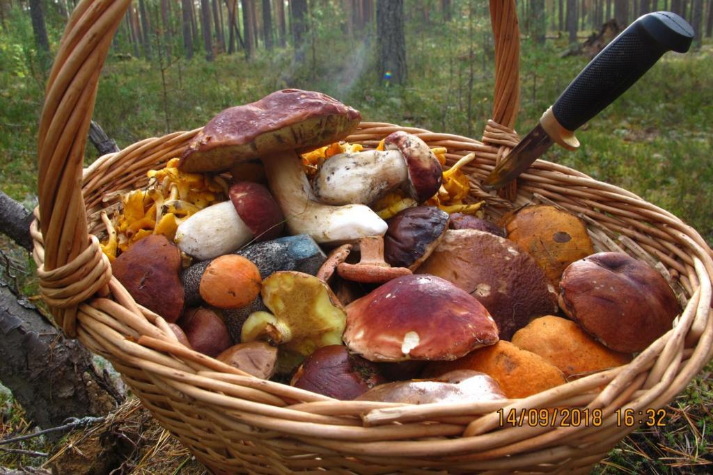 грибы 1