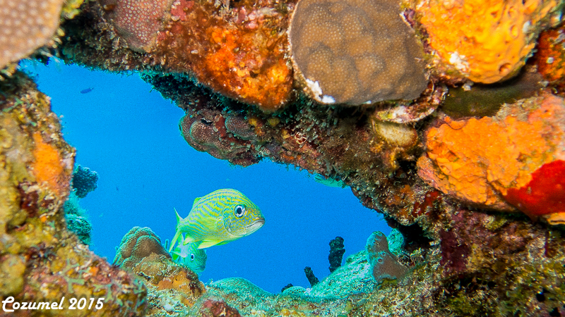 Cozumel 2015