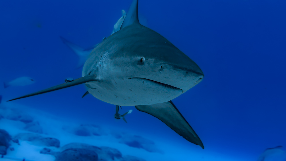 Shark Dive