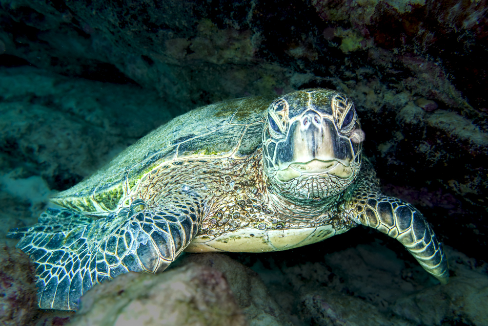 Turtle