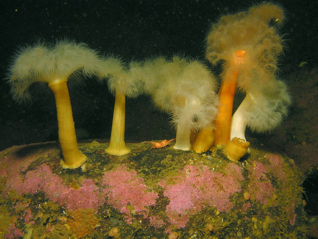 Белое море Белое море