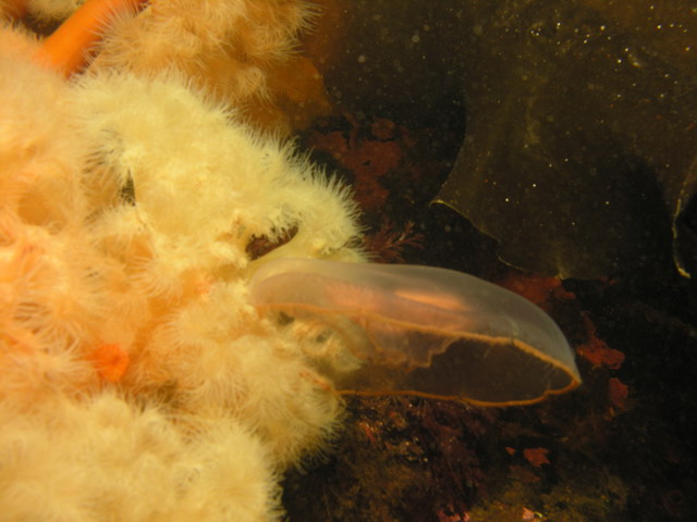Белое море