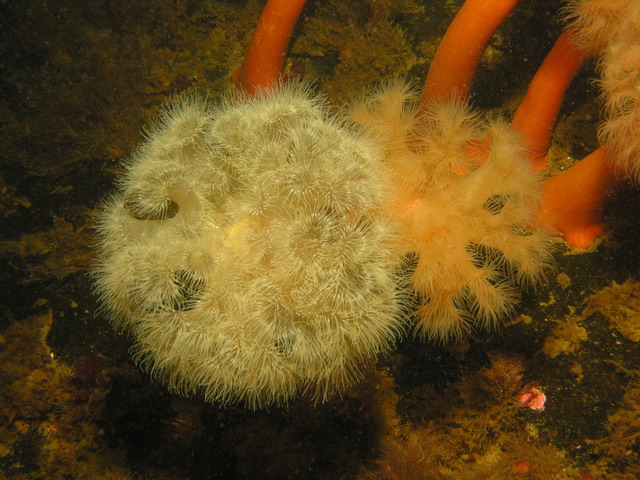 Белое море