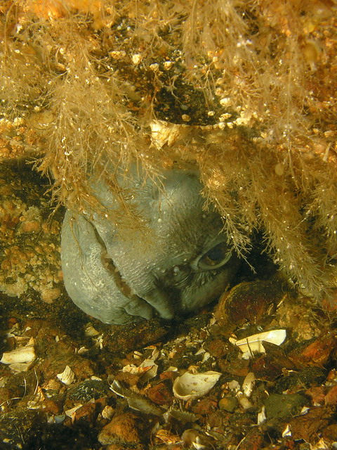 Белое море