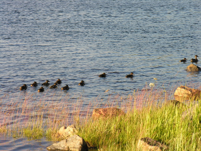 Белое море
