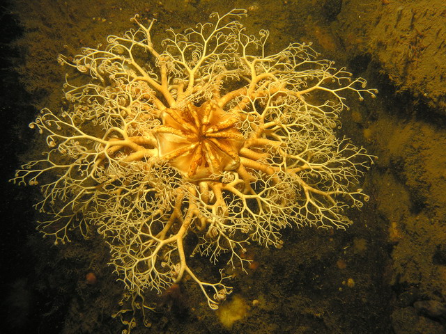 Белое море