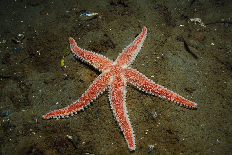 Звезда. Звезда.