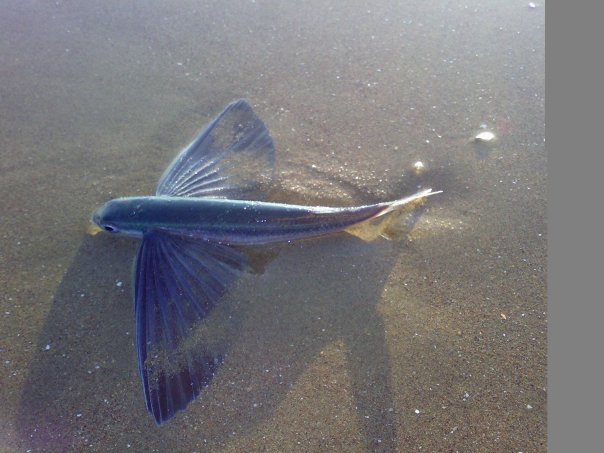 flyfish