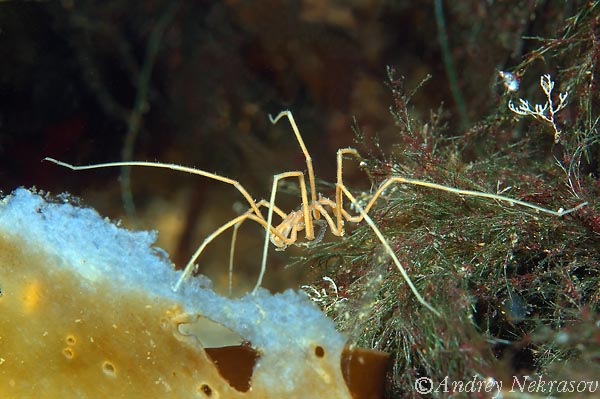 Фото Андрея Некрасова. Белое море. Фото Андрея Некрасова. Белое море.