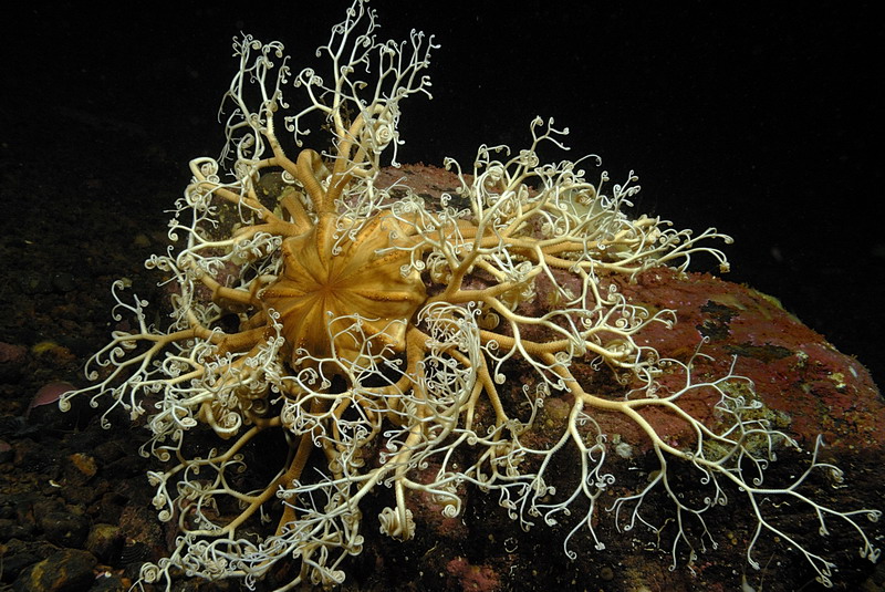 Белое море. Март 2009 г. (фото М.Ведехина). Белое море. Март 2009 г. (фото М.Ведехина).