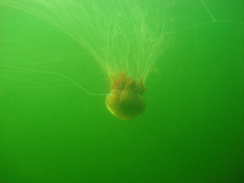 Белое море 2.08.06-7.08.06