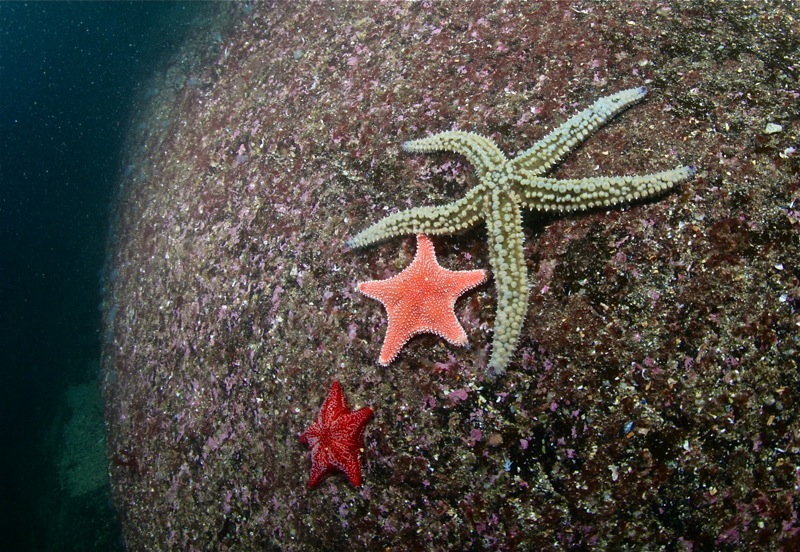 Где-то в Северном море...