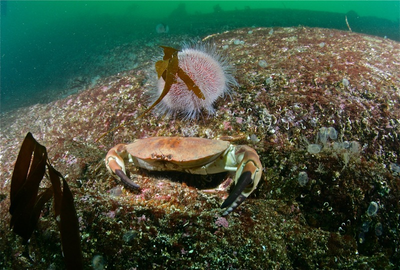 Где-то в Северном море...