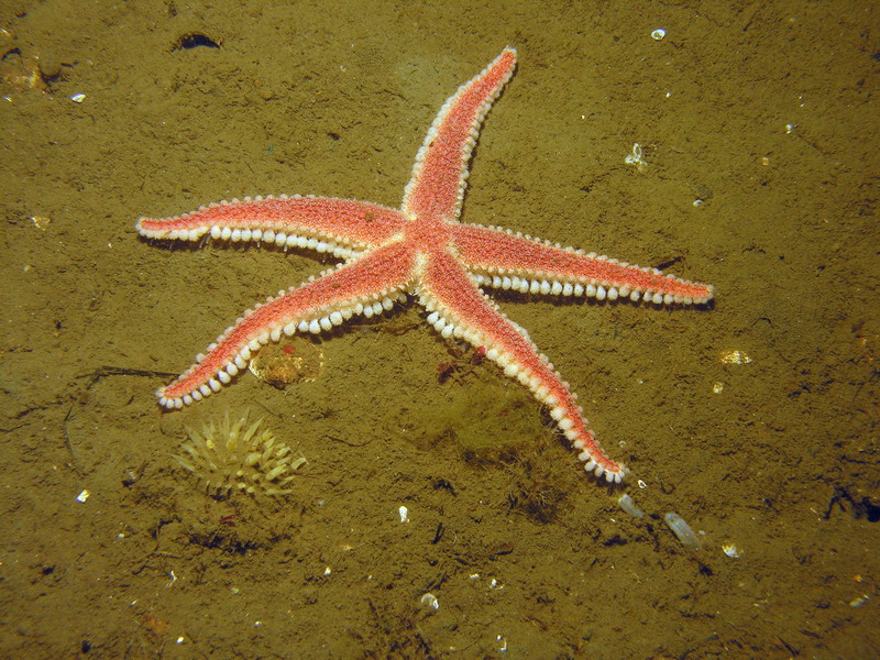 Белое море