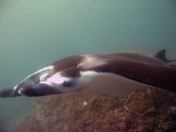 Манта Манта