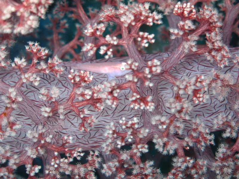 Спрятался! Спрятался!