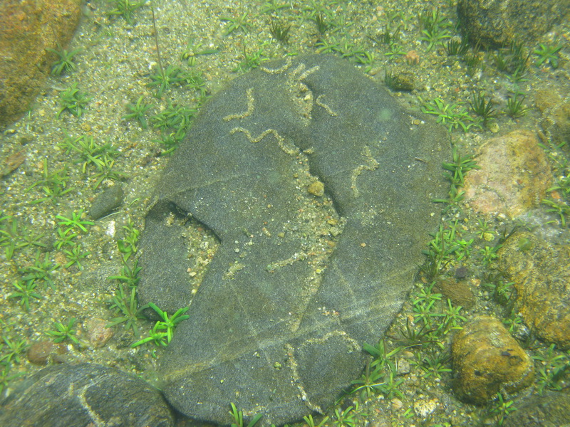 оз.Воробьёво 27.06.09 оз.Воробьёво 27.06.09