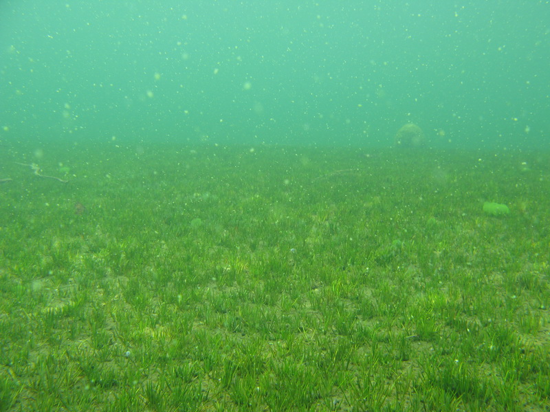 оз.Воробьёво 27.06.09