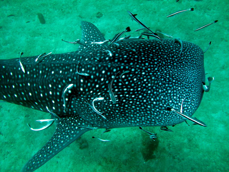 Whale shark