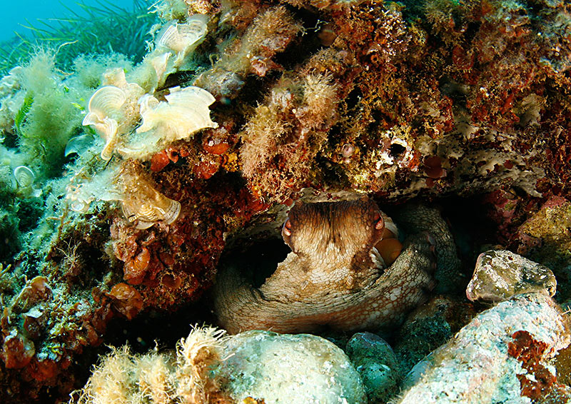 Осьминожек