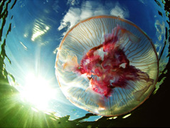 Белое море