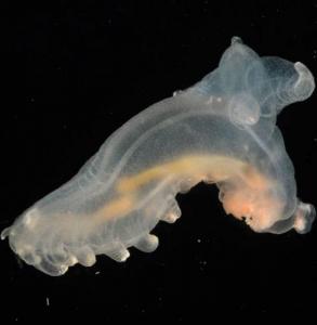 На дне Атлантического океана ученые обнаружили более десяти возможных новых видов животных, что может произвести революцию в представлении о глубоководной жизни во втором по величине океане планеты