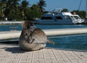 Куба, остров непуганых пеликанов Cayo largo.
