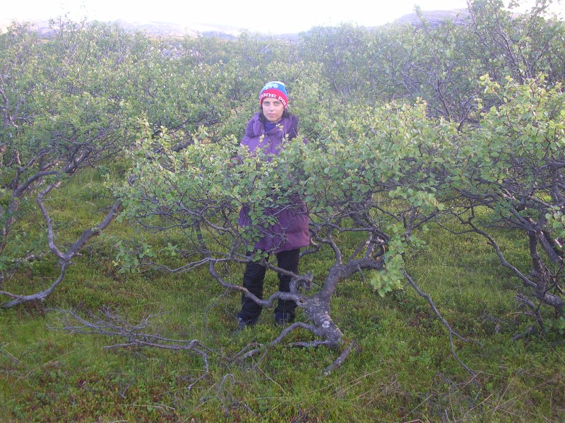 деревья такие